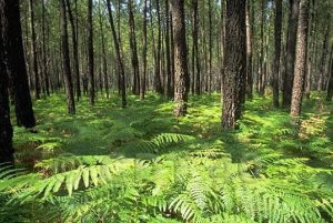 foret-des-landes