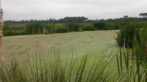 Etang de décantation