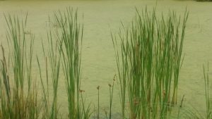 Etang de décantation