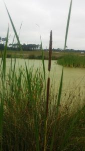 Etang de décantation